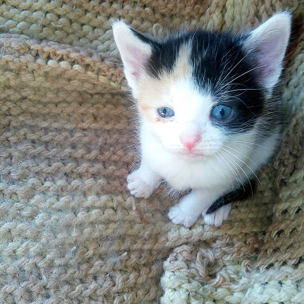 A kitten